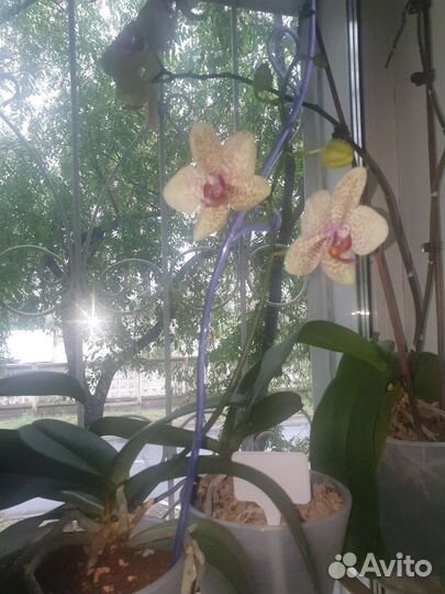 Орхидея фаленопсис биг лип