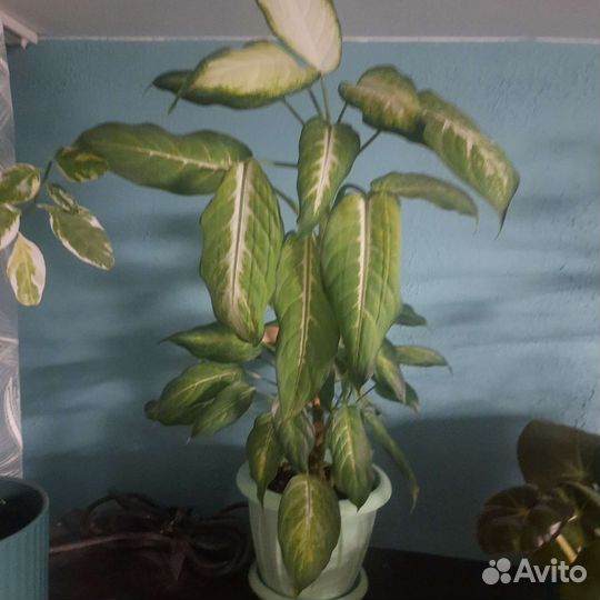 Диффенбахия