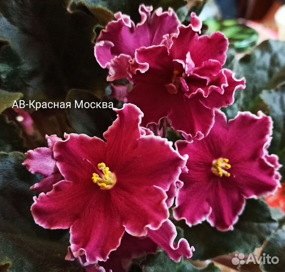 Фиалка в горшках