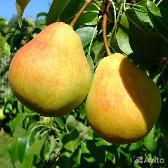 Саженцы груша Лада