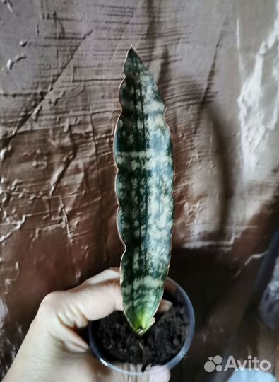 Сансевиерия