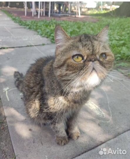 Кошка Экзот в добрые руки