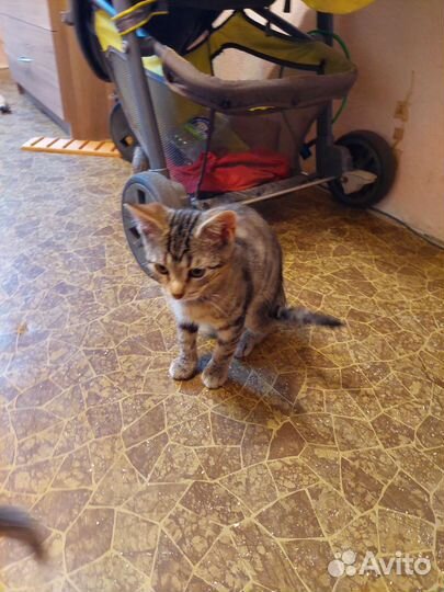 Отдам котенка в добрые руки