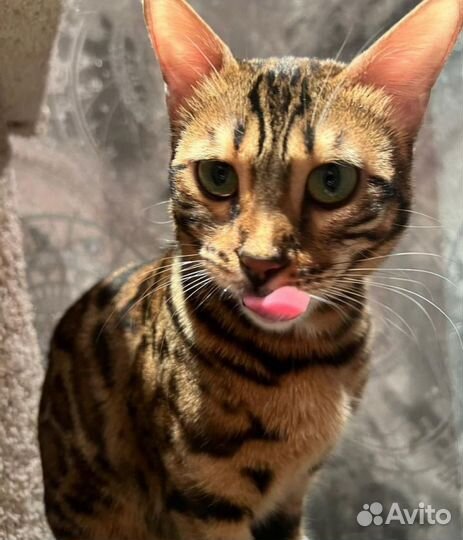 Бенгальская кошка