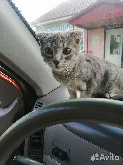 Котики бесплатно в добрые руки
