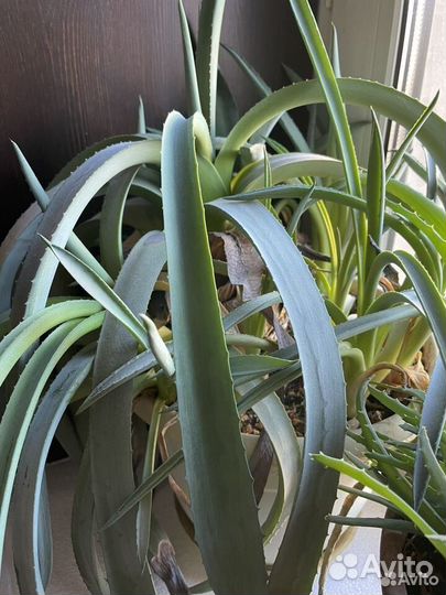 Агава голубая