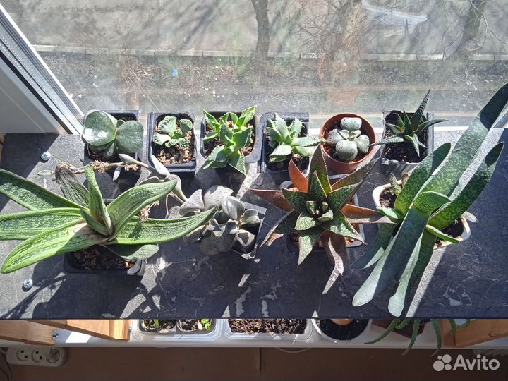 Суккуленты: Адромискус, гастерии, фаукария итд