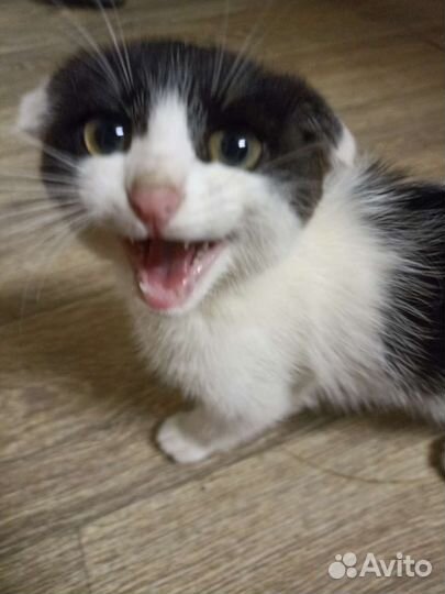 Котята в добрые руки. Мальчик и девочка