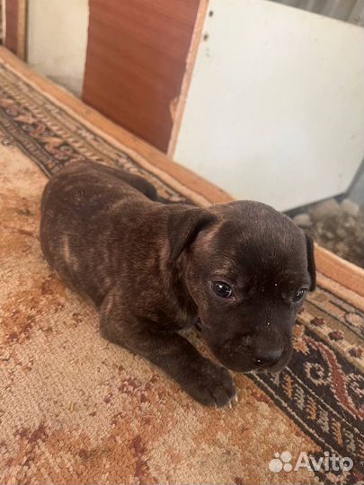 Продам Щенки Амстафа