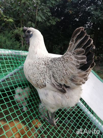 Лакеданзи цыплята, яйцо акция до 25.07