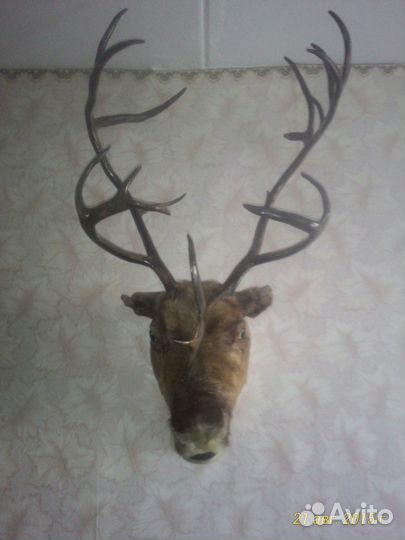 Голова оленя (марала)