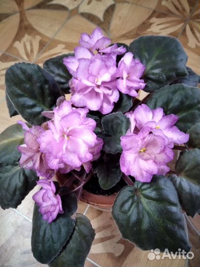 Фиалка детка