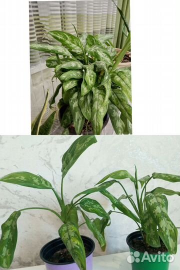 Рео полосатый, традесканция, аглаонема, циперус