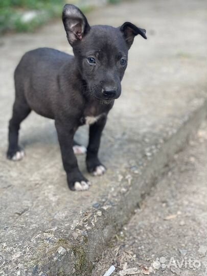 Собаки в добрые руки