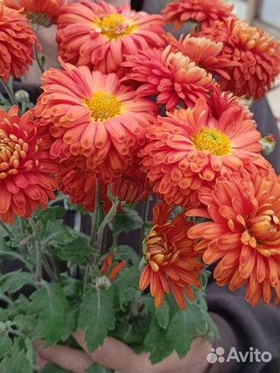 Хризантемы мультифлора, корейская