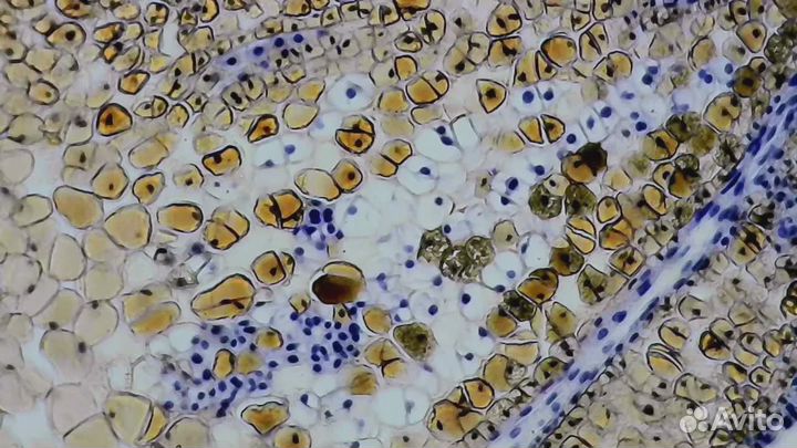 100шт образцов для просмотра в микроскоп