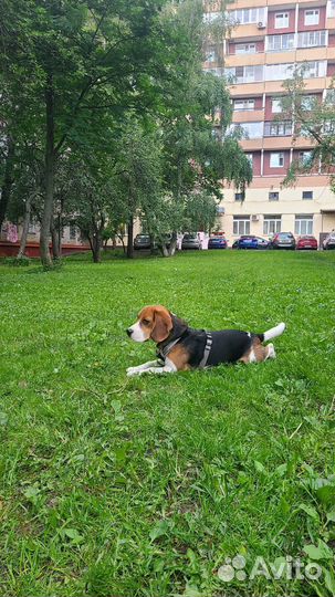 Кинолог - зоопсихолог