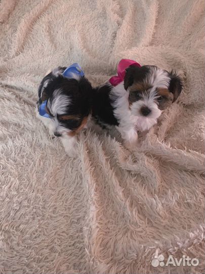 Щенки бивер