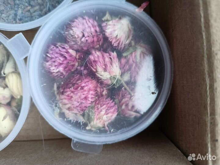 Сухоцветы для творчества