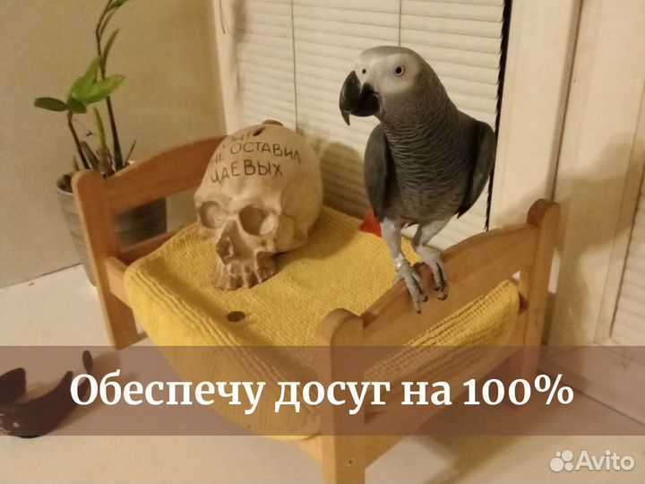 Домашняя передержка