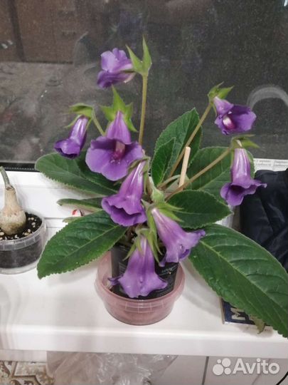 Глоксиния тидея