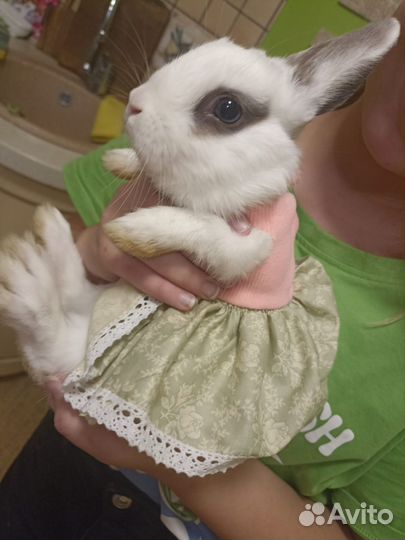 Одежда для котят, кроликов и шиншилл