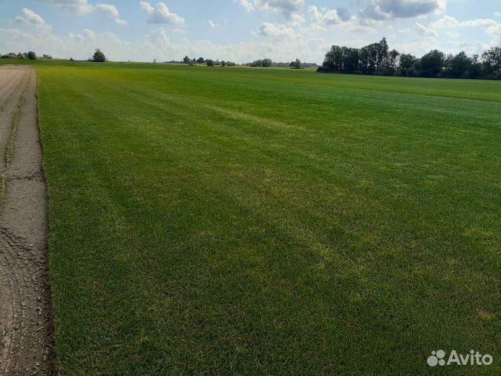 Рулонный газон /продажа/укладка