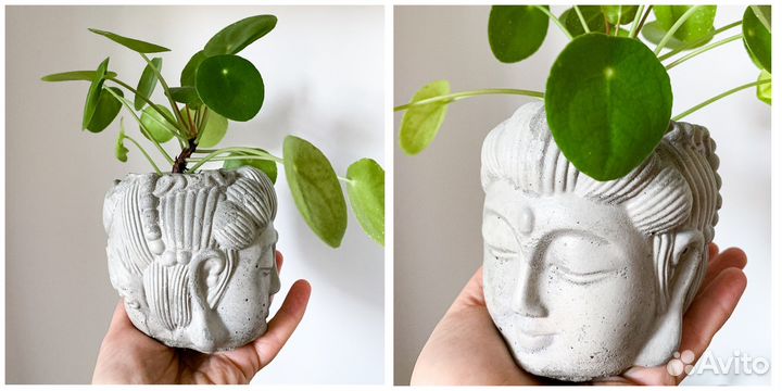 Бонсайницы, кактусник, мини садик