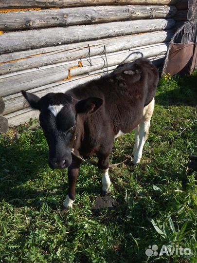 Телочка 3,5 месяца