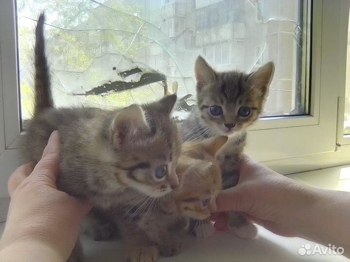 Отдам бесплатно котят