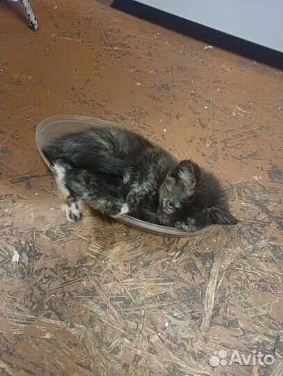 Кошки бесплатно