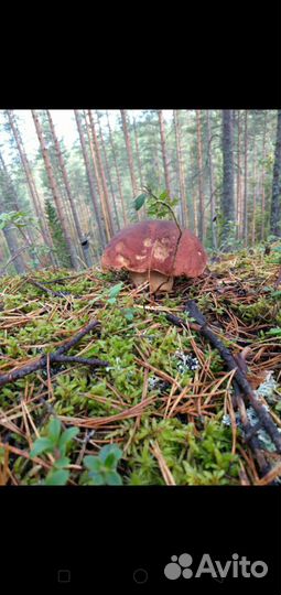 Отдых семьёй в Карелии на берегу Сямозера