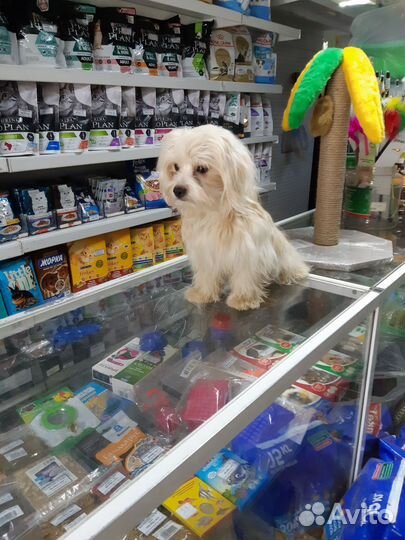 Щенки мальтезе