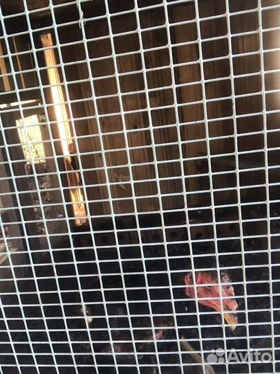 Бойцовая курица