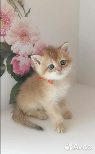 Золотые шиншиллы