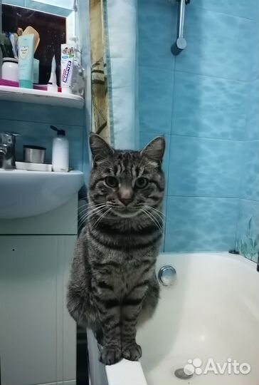 Кот вязка курильский бобтейл