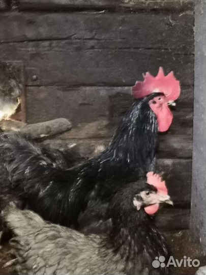 Куры петухи