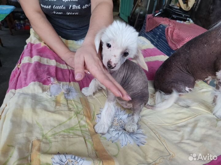 Китайская хохлатая