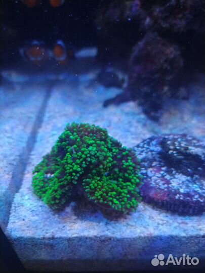 Морские кораллы родактис 