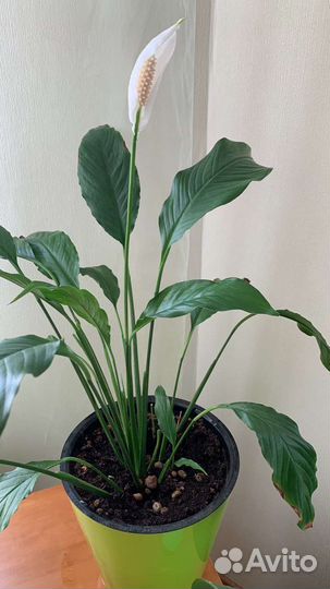 Комнатные растения