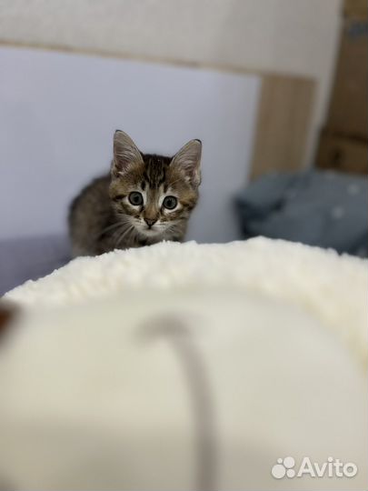 Киса Маруська