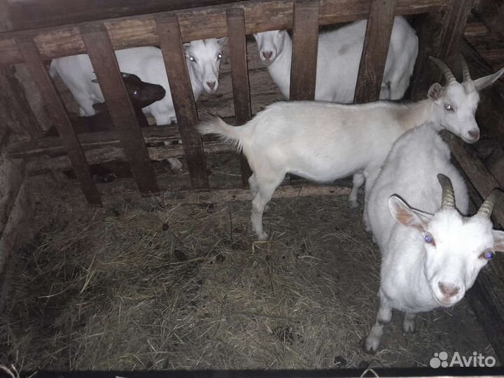 Зааненская коза