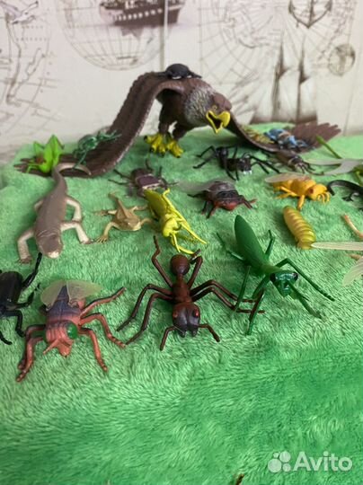 Коллекция насекомых