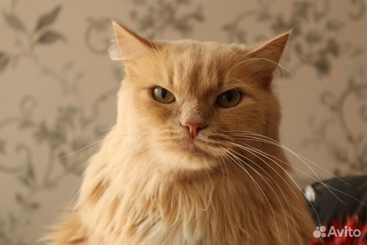 Огняш очень ласковый котик