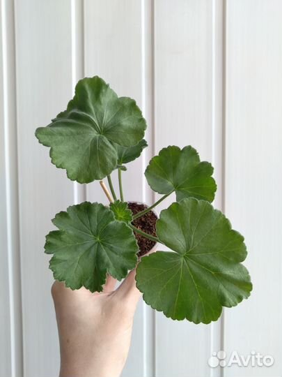 Ив-Красная Москва пеларгония (герань)