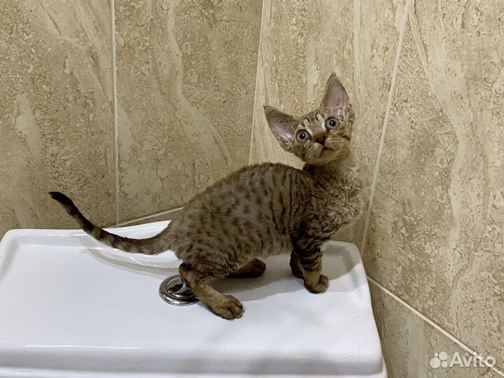 Девон-рекс тигровая Арина