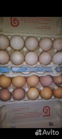 Домашние куриные яйца