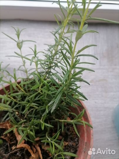 Розмарин свежий и в горшках