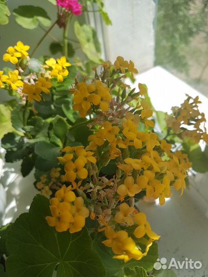 Пеларгония герань