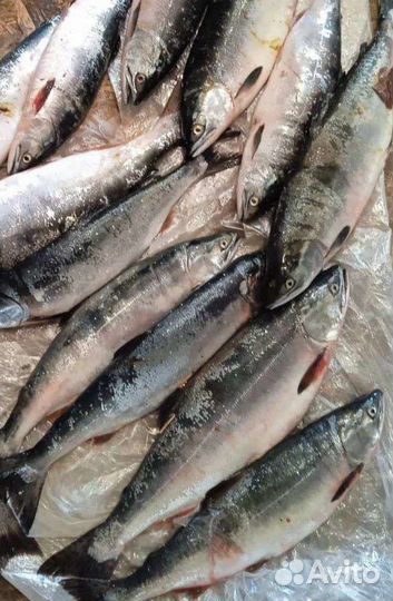 Отдых на Белом море. Рыбалка с гидом